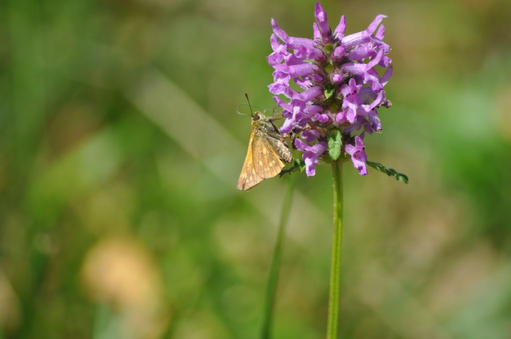 Ochlodes sylvanus?